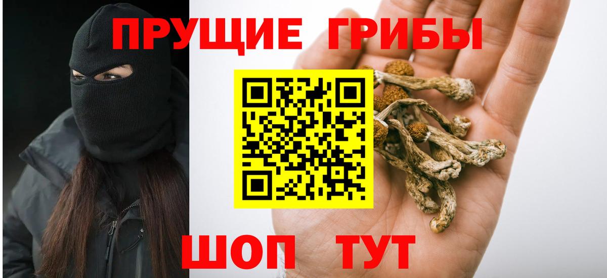 Галлюциногенные грибы Psilocybine cubensis  Вход с VPN  Псилоцибиновые грибы прущие грибы  Карасук 